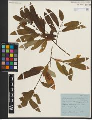 Foto von Salix pseudomonticola C. R. Ball